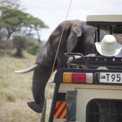 Elephant Close Encounter with the jeep