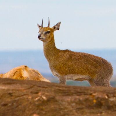 Klipspringer