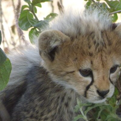 Lion Cub in the tree