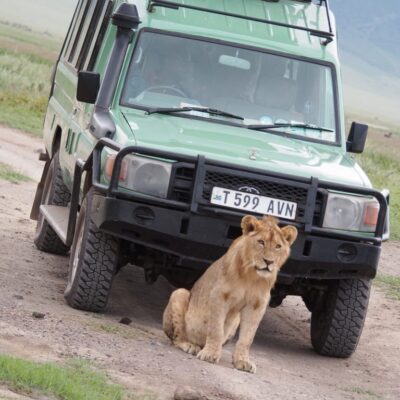 Lion in front of the jeep