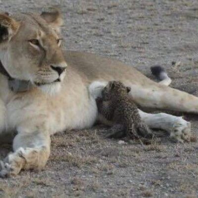 Lioness adopts baby Leopard Amazing Moment