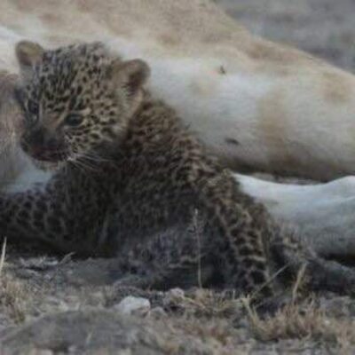 Lioness adopts baby Leopard close up of leopard Amazing Moment