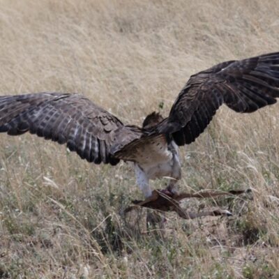 Martial Eagle with Impala Amazing Moments