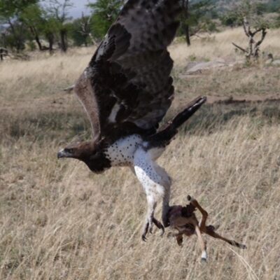 Martial Eagle with Impala in flight Amazing Moments