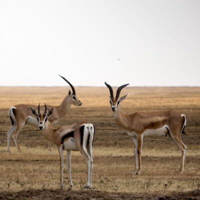 Serengeti Gazelles