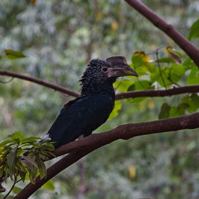 Silvery cheeked hornbill bird