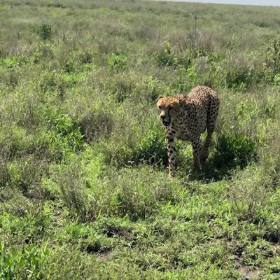 Leopard strolling through grasses 2022