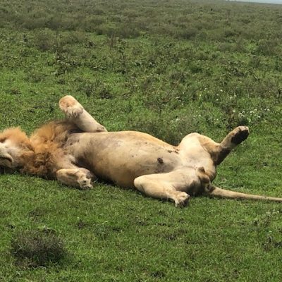 Lion Just lying around 2022
