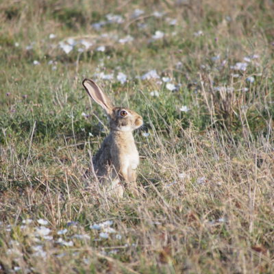 Hare in the grasses
