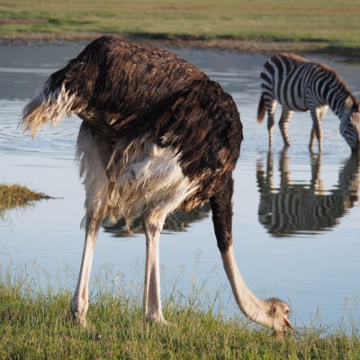 Ostrich and Zebra by watering hole