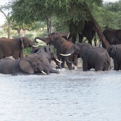 Elephants by the water